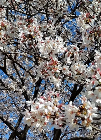 桜満開！