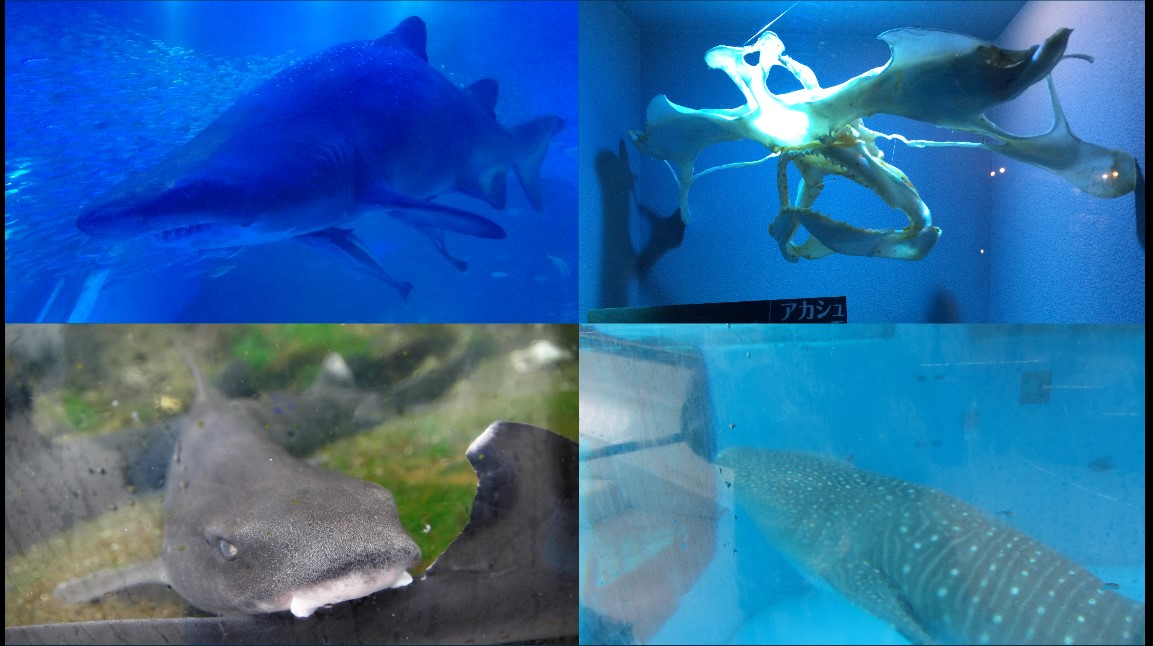 水族館
